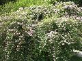 Beauty Bush / Kolkwitzia amabilis